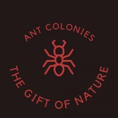Ant Colonies